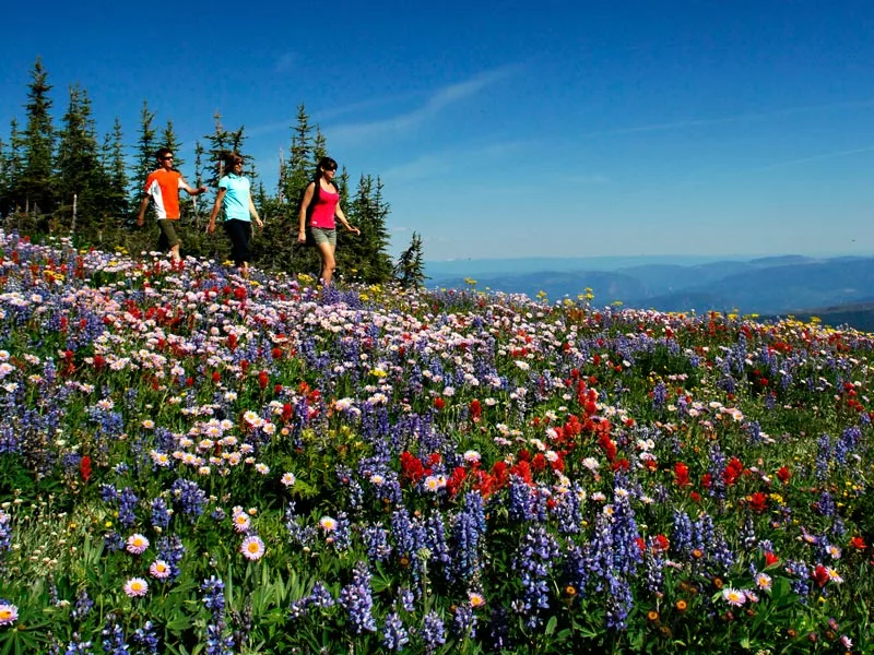  Canadian Rockies Road & Rail Retreat | Sun Peaks Resort Alpine Meadows