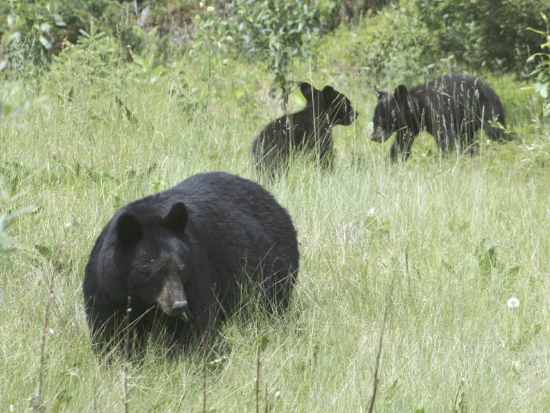 Canadian Trails Train Trip Across Canada | Black Bears Canadian Rockies