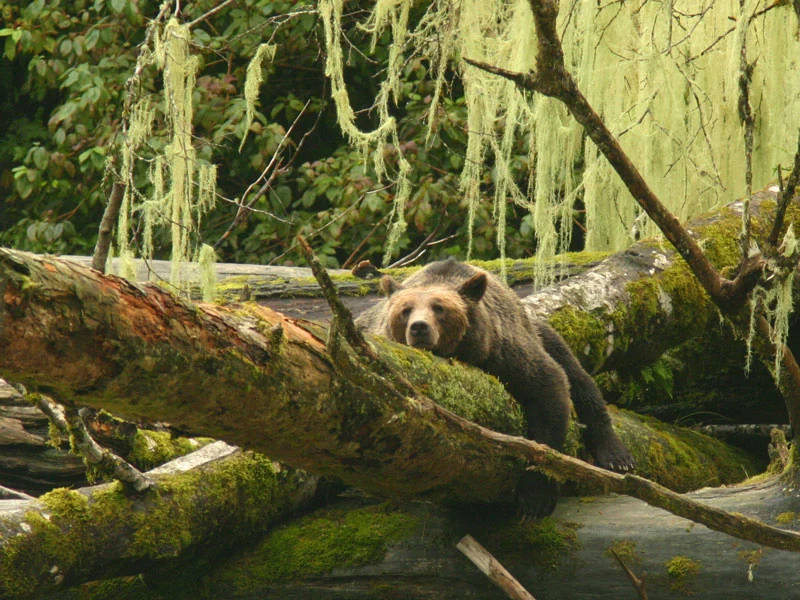 Grizzly Bears & the Canadian Rockies Train Vacation | Grizzly Bear Knight Inlet Lodge