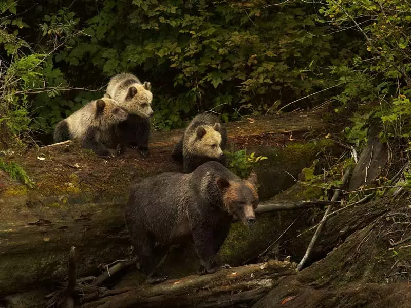 Grizzly Bears & the Canadian Rockies Train Vacation | Grizzly Bear Knight Inlet Lodge