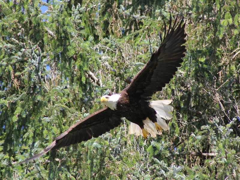 Grizzly Bears & the Canadian Rockies Train Vacation | Bald Eagle Knight Inlet Lodge