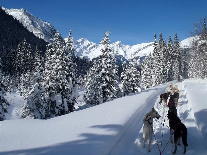 Luxury Winter Train Trip to the Canadian Rockies | Jasper Dog Sledding