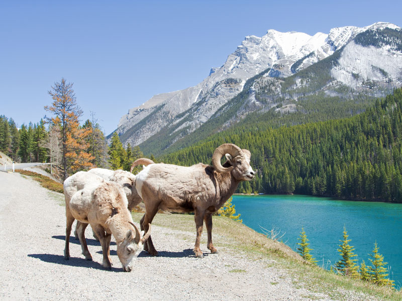 Rail & Drive through the Canadian Rockies | Big Horn Sheep the Icefield parkway
