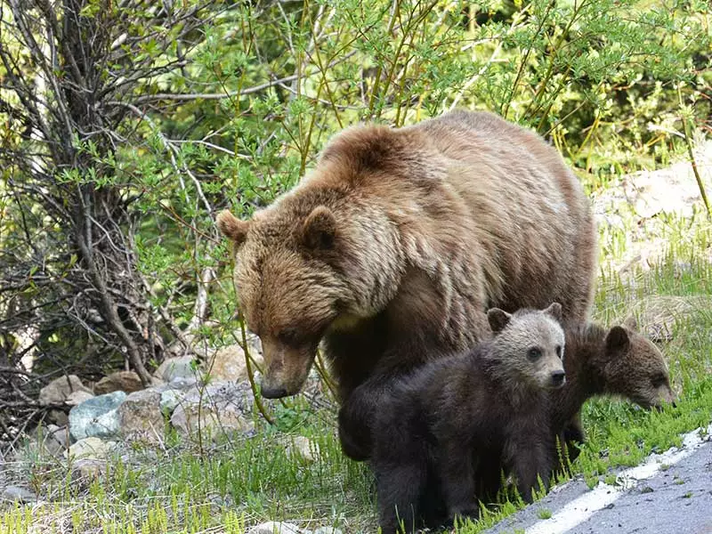 Trans Canada Train Trip Adventure | Grizzly Bears Canadian Rockies